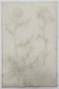 Johann Wilhelm Weinmann (1683-1741) – View of Various Thistle Species – Hand-coloured etching (1737)