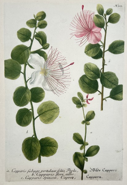 Johann Wilhelm Weinmann (1683-1741) – View of Caper Plant Varieties – Hand-coloured etching (1737)