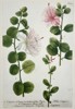 Johann Wilhelm Weinmann (1683-1741) – View of Caper Plant Varieties – Hand-coloured etching (1737)