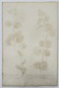 Johann Wilhelm Weinmann (1683-1741) – View of Caper Plant Varieties – Hand-coloured etching (1737)