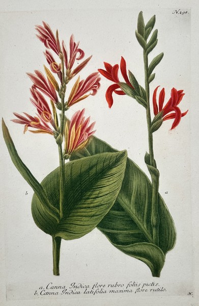 Johann Wilhelm Weinmann (1683-1741) – View of Canna Lily Species – Hand-coloured etching (1737)