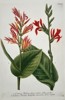 Johann Wilhelm Weinmann (1683-1741) – View of Canna Lily Species – Hand-coloured etching (1737)