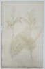 Johann Wilhelm Weinmann (1683-1741) – View of Canna Lily Species – Hand-coloured etching (1737)