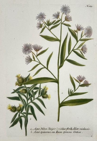 Johann Wilhelm Weinmann (1683-1741) – View of New York Aster and Spiny Aster – Hand-coloured etching (1737)