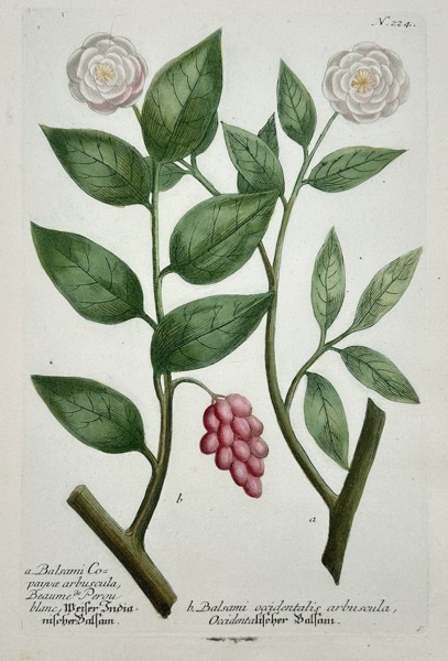 Johann Wilhelm Weinmann (1683-1741) – View of Peru Balsam and Occidental Balsam – Hand-coloured etching (1737)