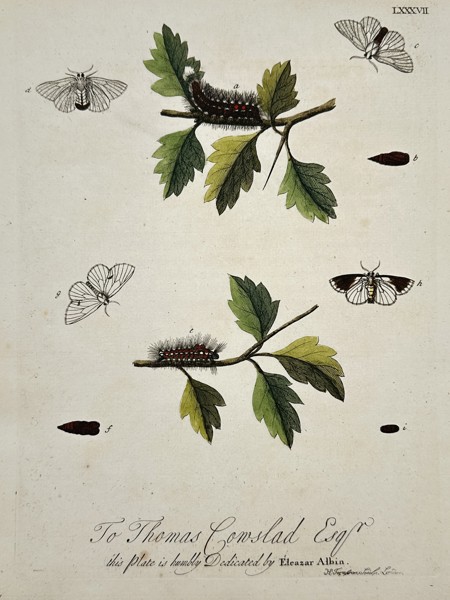 Eleazar Albin (active 1690-1742) – View of Moths, Caterpillars, and Chrysalises – Hand-coloured etching (1720)