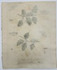 Eleazar Albin (active 1690-1742) – View of Moths, Caterpillars, and Chrysalises – Hand-coloured etching (1720)