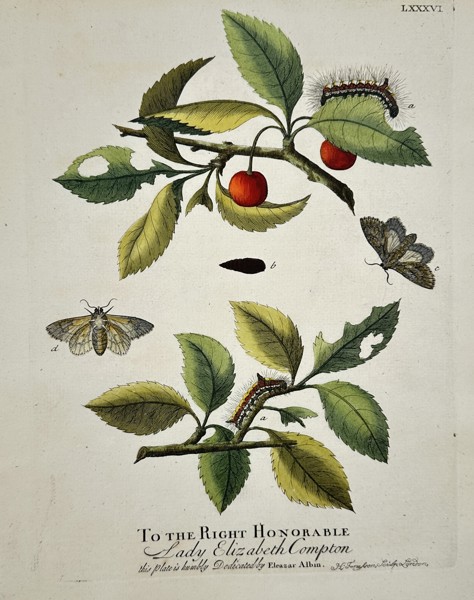 Eleazar Albin (active 1690-1742) – View of Moths and Caterpillars on Cherry Branches – Hand-coloured etching (1720)