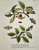 Eleazar Albin (active 1690-1742) – View of Moths and Caterpillars on Cherry Branches – Hand-coloured etching (1720)