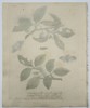 Eleazar Albin (active 1690-1742) – View of Moths and Caterpillars on Cherry Branches – Hand-coloured etching (1720)