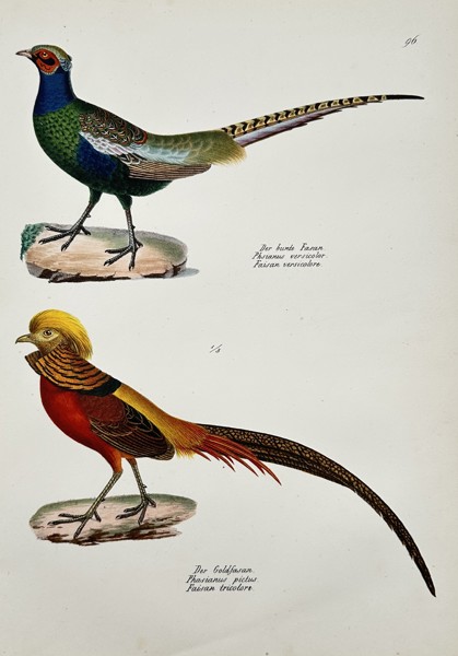 Karl Joseph Brodtmann (1787–1862) – View of a Green Pheasant and a Golden Pheasant – Hand-coloured lithograph (1827)