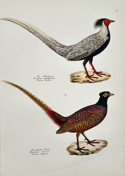 Karl Joseph Brodtmann (1787–1862) – View of a Silver Pheasant and a Common Pheasant – Hand-coloured lithograph (1827)