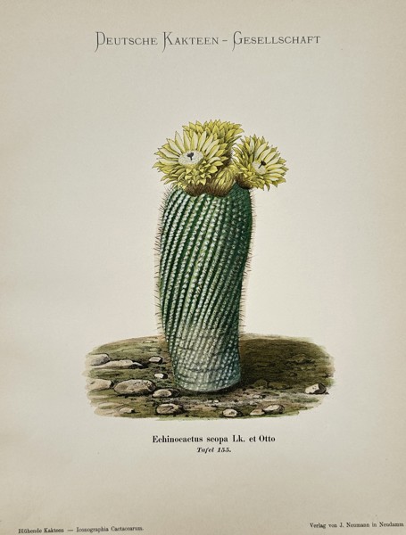 Paul Julius Neumann (1844–1928) – View of a Flowering Echinocactus Scopa – Hand-coloured lithograph (1904)