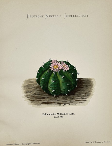 Paul Julius Neumann (1844–1928) – View of a Flowering Echinocactus Williamsii – Hand-coloured lithograph (1904)