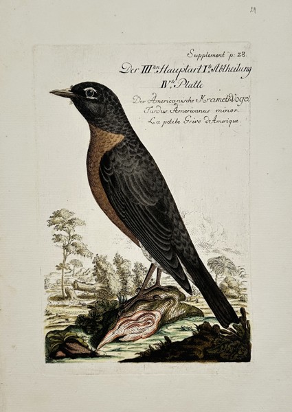 Johann Michael Seligmann (1720–1762) – View of an American Robin – Hand-coloured etching (1749)