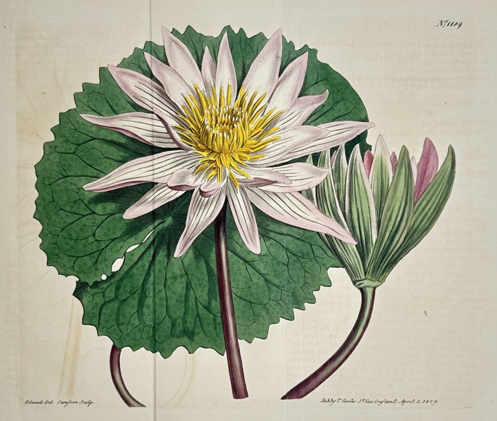 William Curtis (1746–1799) – View of a Large-flowered Water Lily – Hand-coloured etching (1808)