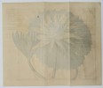 William Curtis (1746–1799) – View of a Large-flowered Water Lily – Hand-coloured etching (1808)