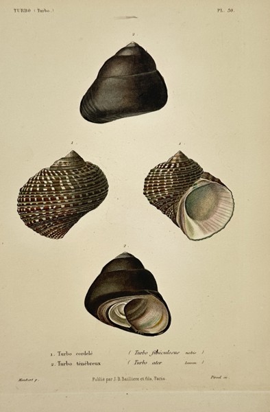Jean-Baptiste Baillière (1797–1885) – View of Turbinated Sea Shells – Hand-coloured lithograph (1840–1860)