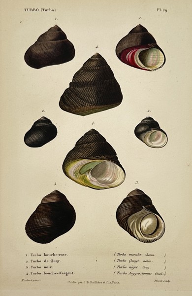 Jean-Baptiste Baillière (1797–1885) – View of Turbinated Sea Shells – Hand-coloured lithograph (1840–1860)