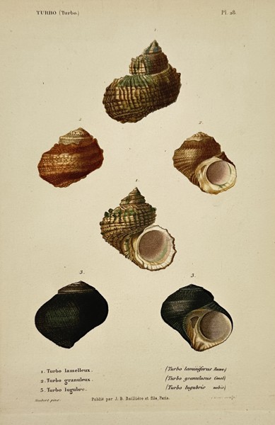 Jean-Baptiste Baillière (1797–1885) – View of Turbinated Sea Shells – Hand-coloured lithograph (1840–1860)