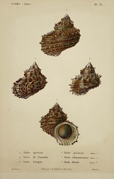 Jean-Baptiste Baillière (1797–1885) – View of Turbinated Sea Shells – Hand-coloured lithograph (1840–1860)