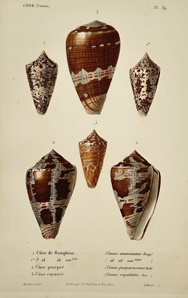 Jean-Baptiste Baillière (1797–1885) – View of Cone Sea Shells – Hand-coloured lithograph (1840–1860)