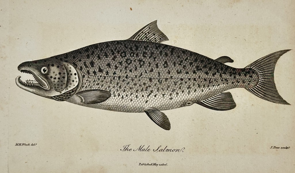 Marcus Elieser Bloch (1723–1799) – View of the Male Salmon – Engraving (1806)