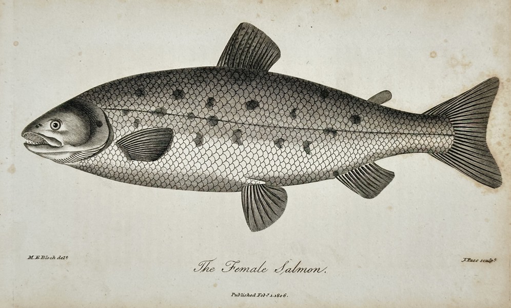 Marcus Elieser Bloch (1723–1799) – View of the Female Salmon – Engraving (1806)
