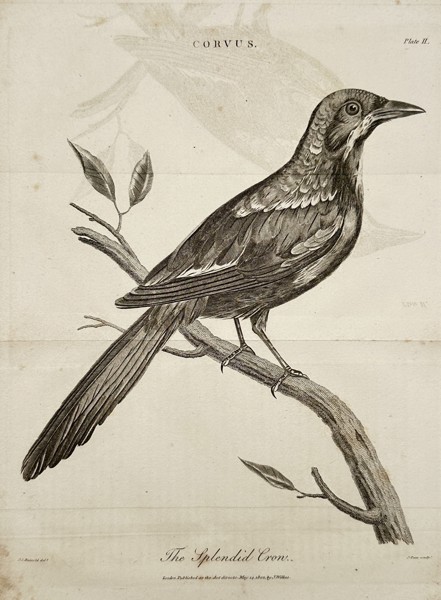 John Wilkes (active late 18th – early 19th century) – View of a Splendid Crow – Engraving (1806)