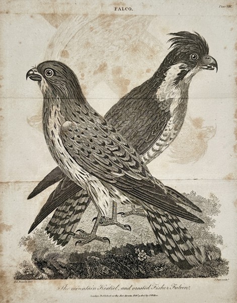 John Wilkes (active late 18th – early 19th century) – View of a Mountain Kestrel and Crested Fisher Falcon – Engraving (1806)