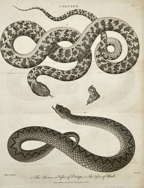 John Wilkes (active late 18th – early 19th century) – View of the European Viper and the Viper of Rhedi – Engraving (1802)
