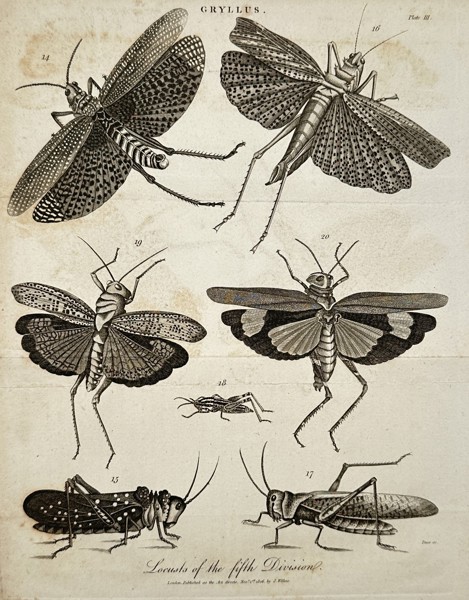 John Wilkes (active late 18th – early 19th century) – View of Locusts of the Fifth Division – Engraving (1799)