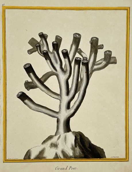 François-Nicolas Martinet (1731–1800) – View of a Grand Pore Coral – Engraving (1767)