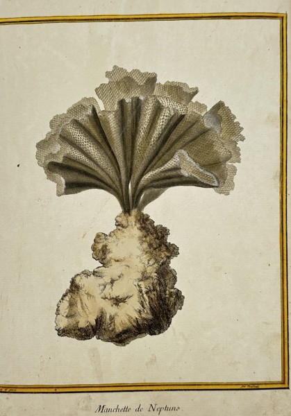 François-Nicolas Martinet (1731–1800) – View of a Neptune’s Manchette Coral – Engraving (1767)