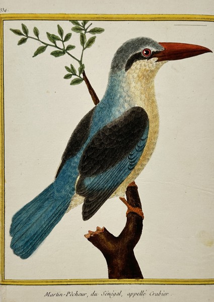 François-Nicolas Martinet (1731–1800) – View of a Senegal Kingfisher – Hand-coloured etching (1770–1786)