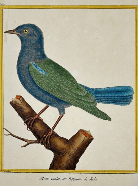 François-Nicolas Martinet (1731–1800) – View of a Violet Starling – Hand-coloured etching (1770–1786)