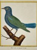 François-Nicolas Martinet (1731–1800) – View of a Violet Starling – Hand-coloured etching (1770–1786)
