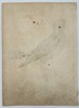 François-Nicolas Martinet (1731–1800) – View of a Violet Starling – Hand-coloured etching (1770–1786)