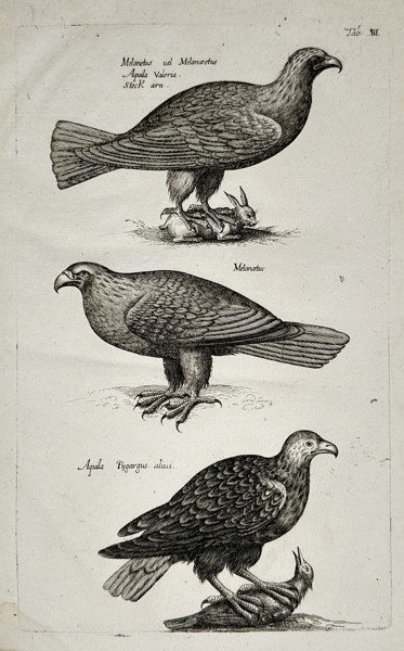 Johannes Jonstonus (1603–1675) – View of Eagles and Birds of Prey – Engraving (1650)