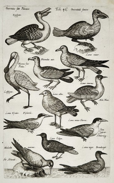 Johannes Jonstonus (1603–1675) – View of Seabirds and Waterfowl – Engraving (1650)
