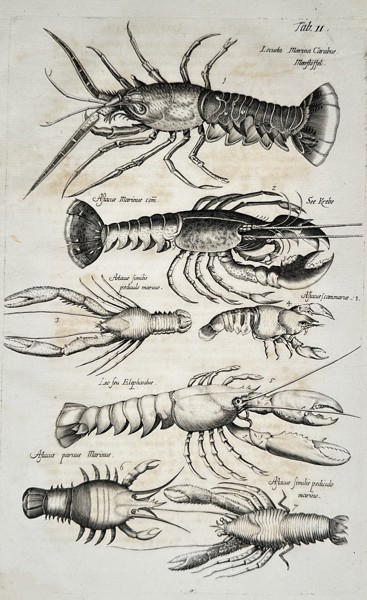 Johannes Jonstonus (1603–1675) – View of Lobsters and Crustaceans – Engraving (1650)