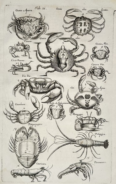 Johannes Jonstonus (1603–1675) – View of Tropical Crabs and Crustaceans – Engraving (1650)