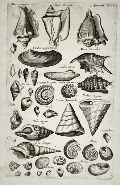 Johannes Jonstonus (1603–1675) – View of Shells and Mollusks – Engraving (1650)