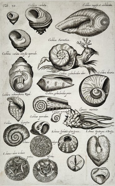 Johannes Jonstonus (1603–1675) – View of Snails and Sea Urchins – Engraving (1650)