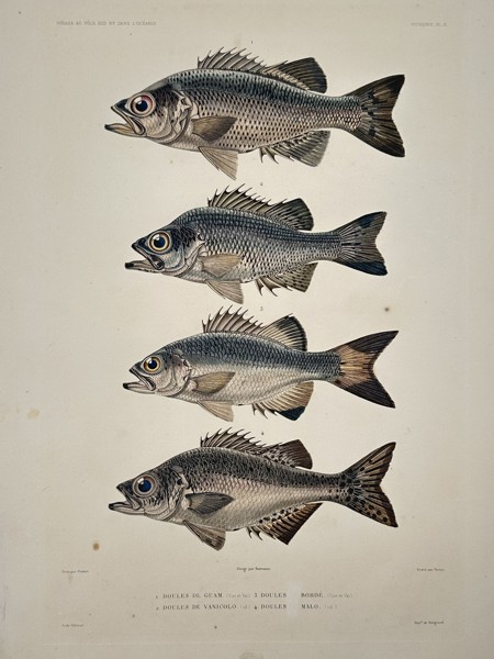 Jean-Baptiste-Alexandre Gide (publisher) – View of Fish from Guam and Vanikoro – Oceania – Hand-coloured lithograph (1834)
