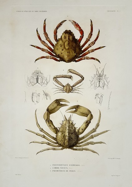 Jean-Baptiste-Alexandre Gide (publisher) – View of Crustaceans from the Southern Pole and Oceania – Oceania – Hand-coloured engraving (1853)