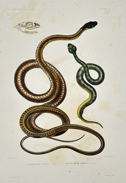Jean-Baptiste-Alexandre Gide (publisher) – View of Snakes from the Southern Pole and Oceania – Oceania – Hand-coloured engraving (1853)