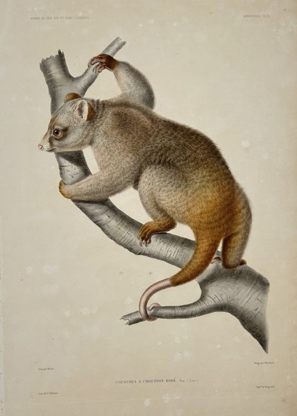 Jean-Baptiste-Alexandre Gide (publisher) – View of a Golden-rumped Cuscus – Oceania – Hand-coloured lithograph (1853)