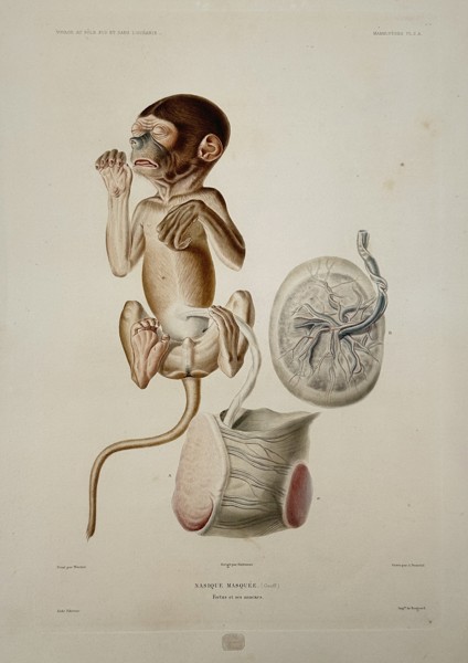 Jean-Baptiste-Alexandre Gide (publisher) – View of a Proboscis Monkey Fetus and Placenta – Oceania – Hand-coloured lithograph (1853)