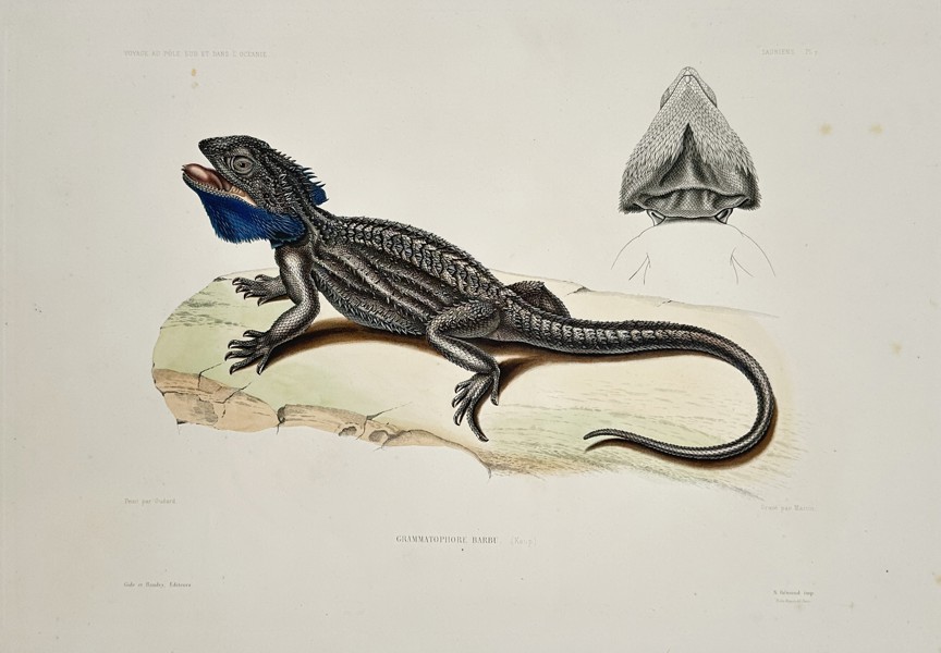 Jean-Baptiste-Alexandre Gide (publisher) – View of a Bearded Dragon – Oceania – Hand-coloured engraving (1853)